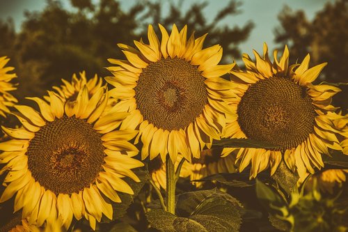 sunflower  flower  summer