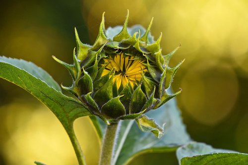 sunflower  plant  flower