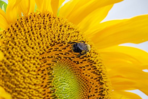 sunflower  plants  bees