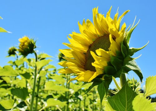 sunflower  yellow  petal