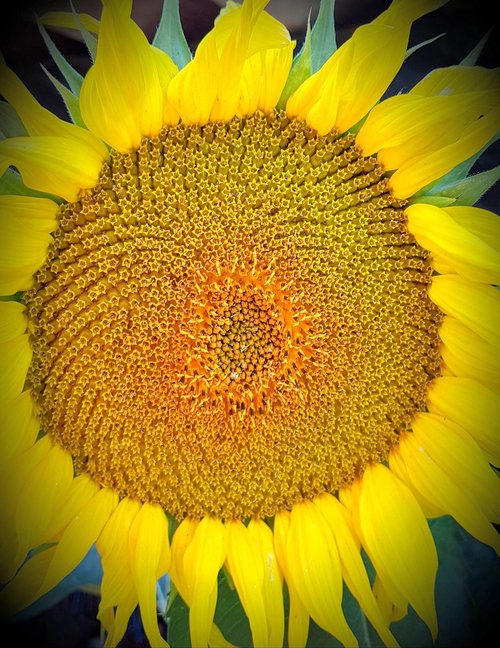 sunflower  flower  nature