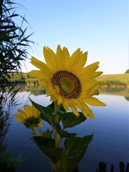 sunflower  flower  lake