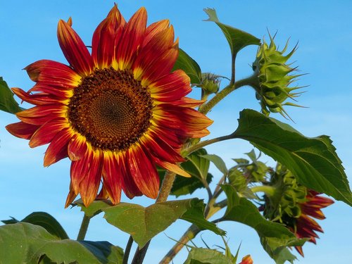 sunflower  flower  sky