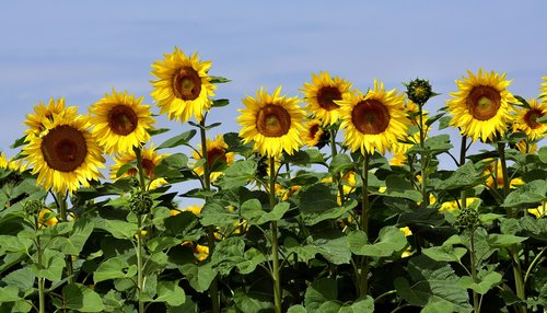 sunflower  sunflower field  nature