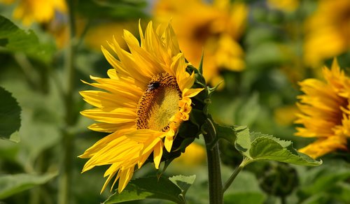 sunflower  sunflower field  nature