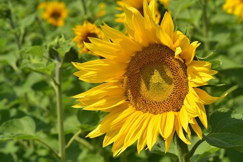 sunflower  sunflower field  nature