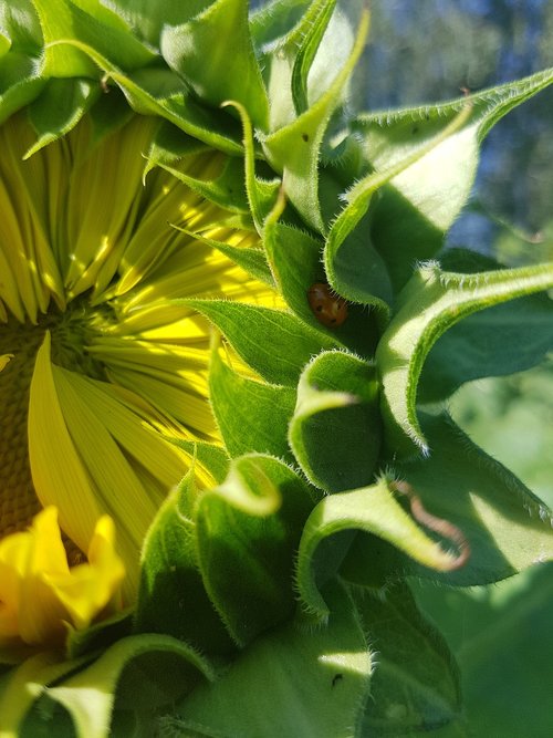 sunflower  flower  bug