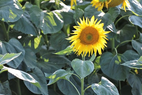 sunflower  bloom  plant