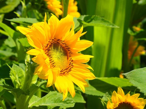 sunflower  yellow  plant