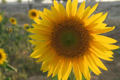 sunflower  plant  flower