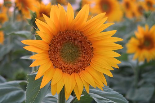 sunflower  plant  flower