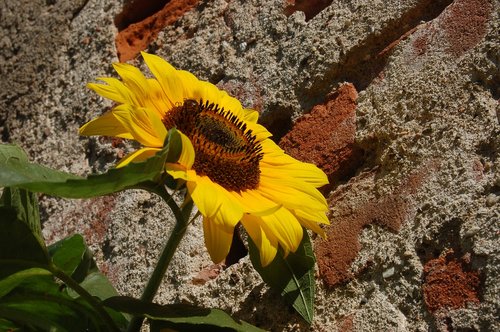 sunflower  summer  yellow