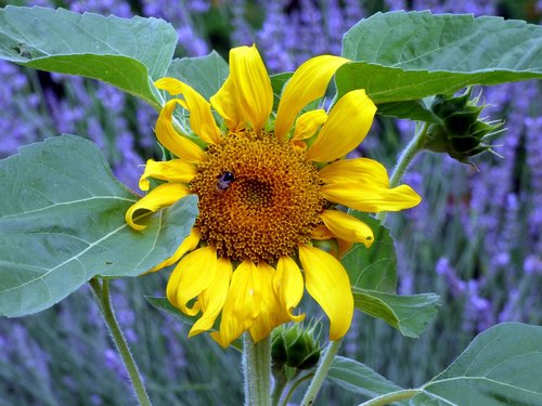 sunflower  flower  lavender