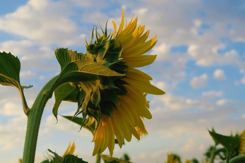 sunflower  plant  flower