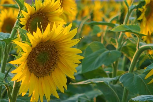 sunflower  plant  flower