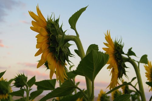 sunflower  plant  flower