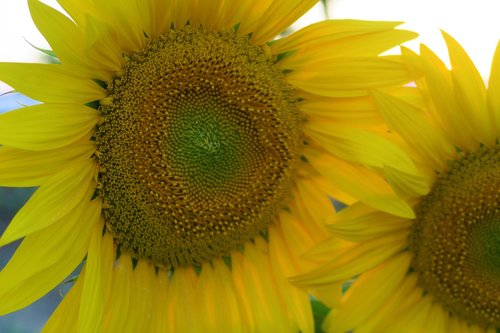 sunflower  plant  flower