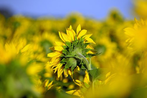 sunflower  sunflower field  yellow