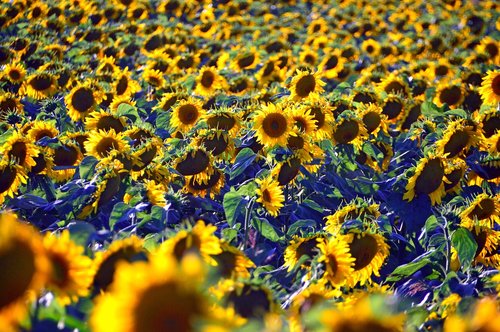 sunflower  sunflower field  yellow