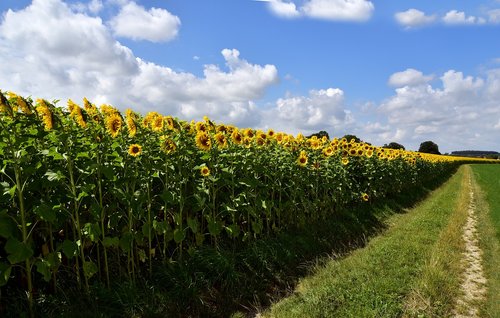 sunflower  sunflower field  nature