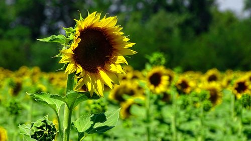 sunflower  field  nature