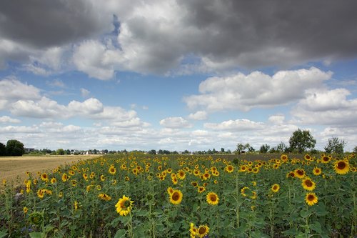 sunflower  field  enghien
