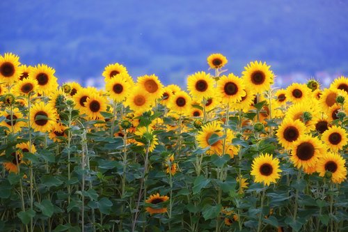 sunflower  sunflower field  flowers