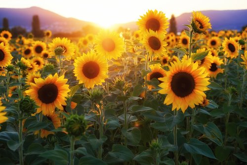 sunflower  sunflower field  flowers