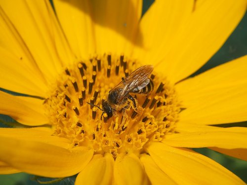 sunflower  bee  sprinkle