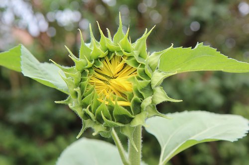 sunflower  flower sun  flower sunflower