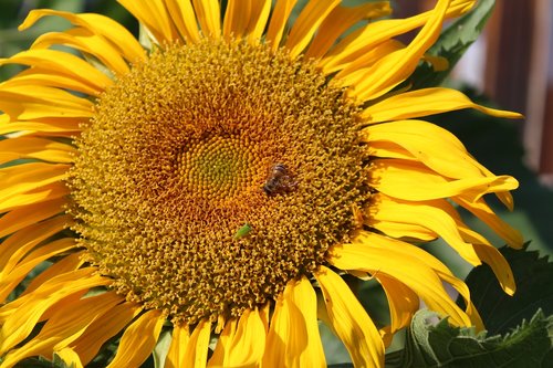 sunflower  climate  nature