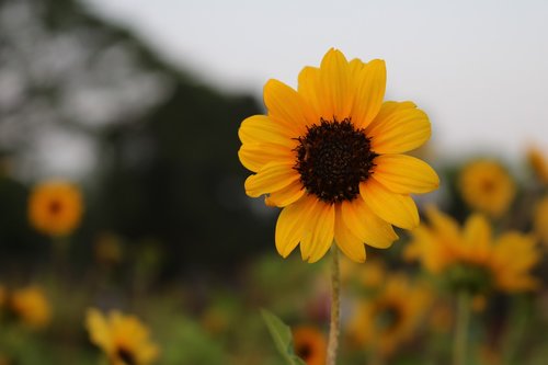 sunflower  yellow flower  summer