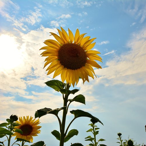 sunflower  nature  sunflower field