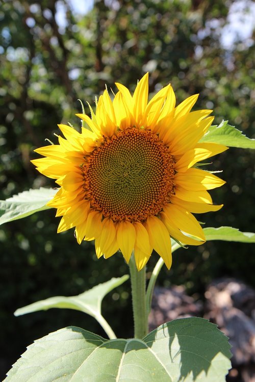 sunflower  flower sun  flower sunflower