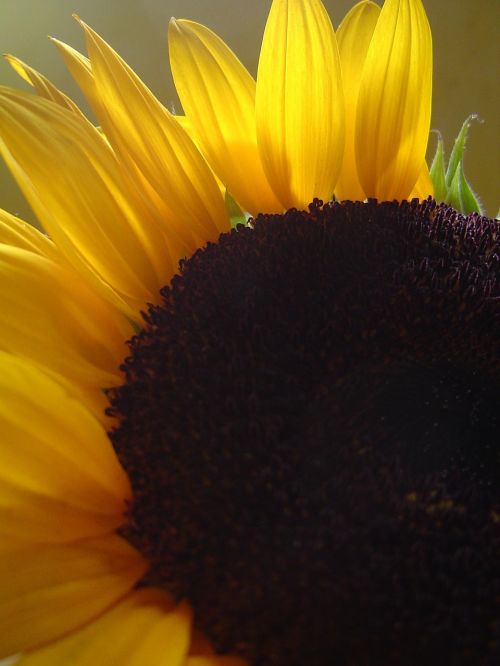 sunflower petals backlight