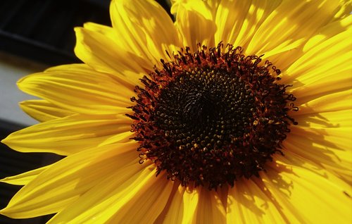 sunflower  summer  sun