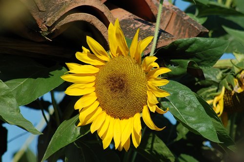 sunflower  summer  flowers