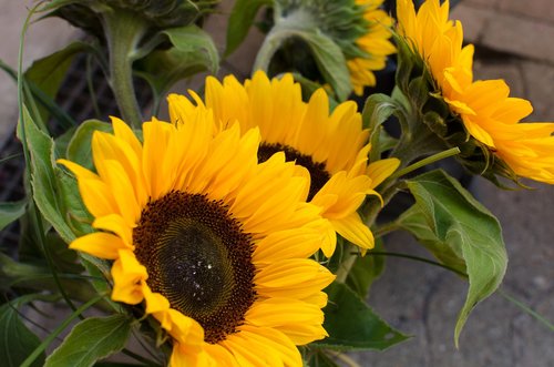 sunflower  summer  garden