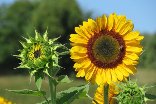 sunflower  bud  bright