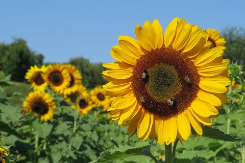 sunflower  sunflower field  bright