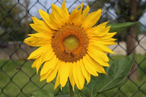 sunflower  summer  bee