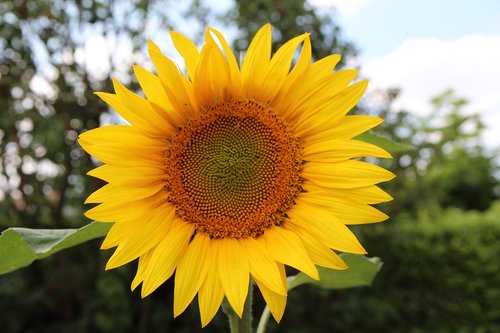 sunflower  flower sun  agriculture