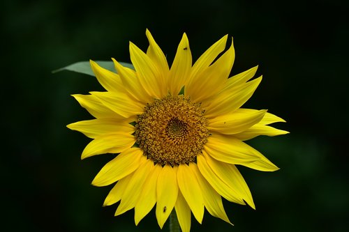 sunflower  yellow  inflorescence