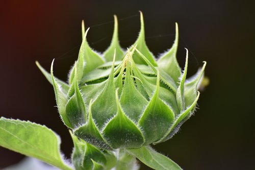 sunflower  flower buds  summer