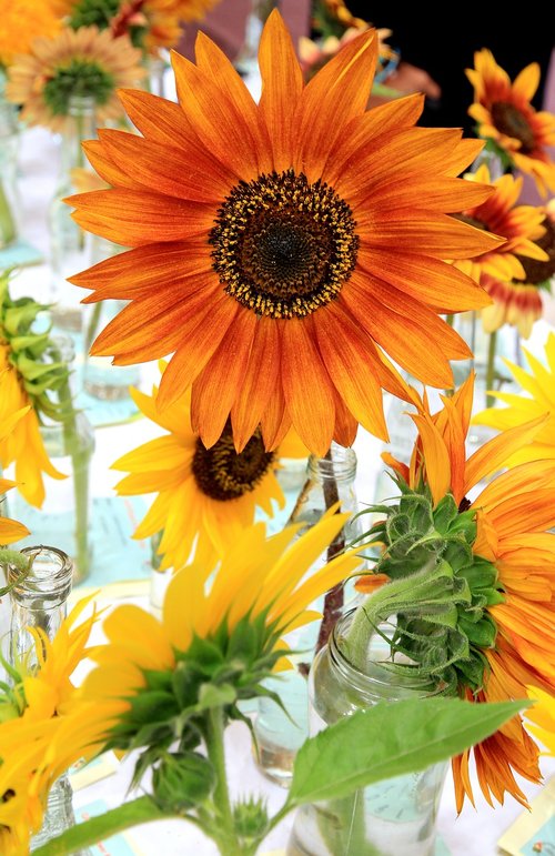 sunflower  flower  display