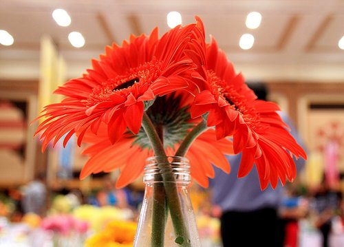 sunflower  flowers  vase