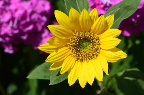 sunflower  blossom  bloom