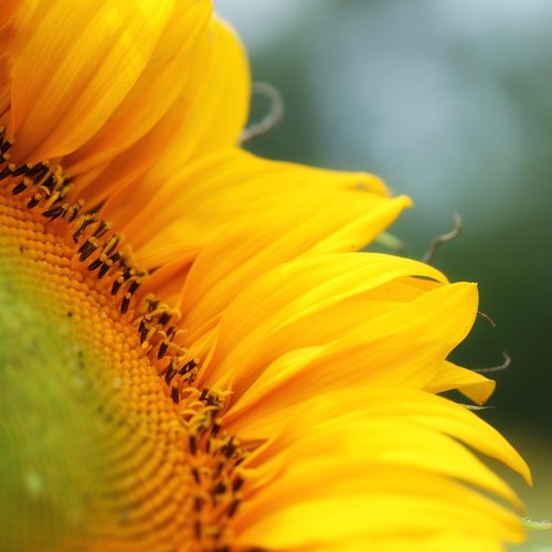 sunflower  flower  summer