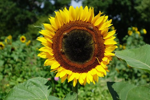 sunflower  yellow  summer
