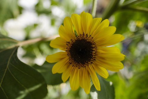 sunflower  flower  summer